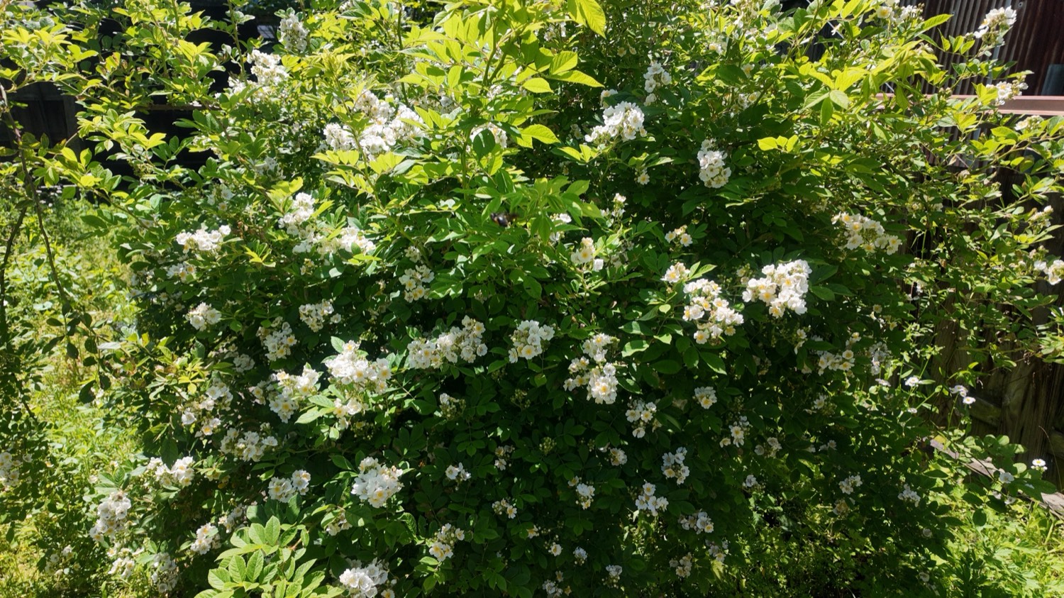 初夏、生垣の根元に咲いた白い小花。